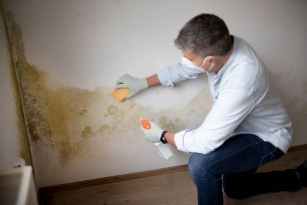 Best Mold Damage Restoration  in Zebulon, NC